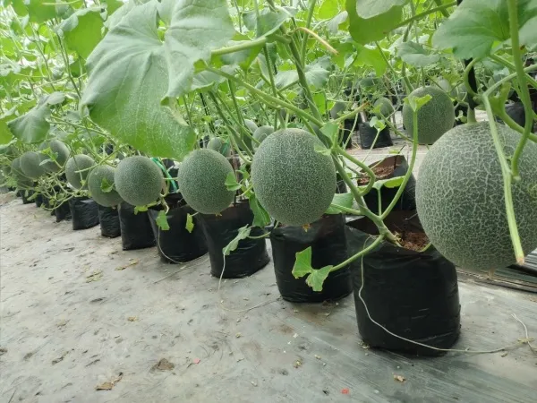 Giá thể trồng dưa lưới cần đảm bảo độ tơi xốp và dinh dưỡng cân bằng