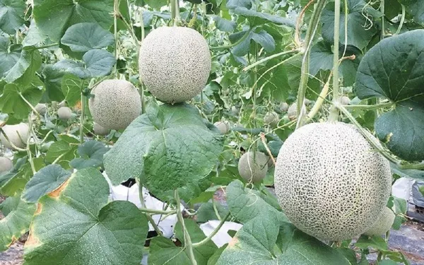 Quá trình xử lý mụn xơ dừa là bước quan trọng nhất trong làm giá thể