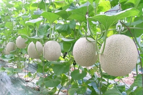 Hỗn hợp giá thể hoàn chỉnh giúp cây dưa lưới sinh trưởng mạnh mẽ