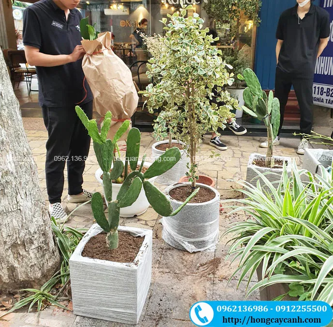 Trồng cây bàng cẩm thạch, đa tam phúc, xương rồng