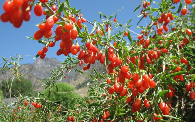 Hướng Dẫn Chi Tiết Cách Trồng Cây Kỷ Tử Từ Hạt Giống – Bí Quyết Làm Giàu Từ Thảo Dược Quý