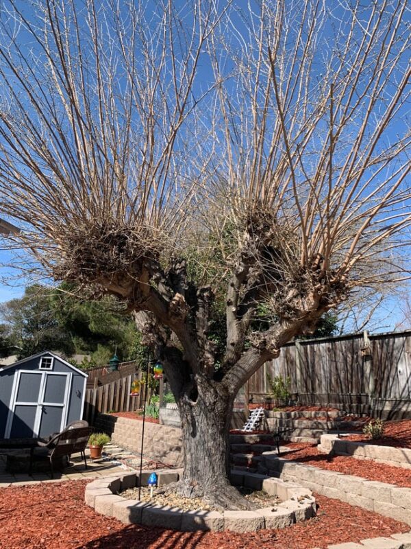 Cây Bơ Trồng Ở Miền Bắc: Khả Năng, Giống Chọn Lọc Và Kỹ Thuật Chăm Sóc Hiệu Quả