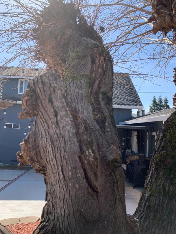 Cây Bóng Mát Nên Trồng Trước Nhà: Hướng Dẫn Chi Tiết Từ Chuyên Gia