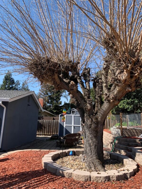 Cây Bơ Trồng Ở Miền Bắc: Khả Năng, Giống Chọn Lọc Và Kỹ Thuật Chăm Sóc Hiệu Quả