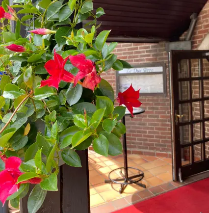 Cây Trồng Được Trong Nhà: Lợi Ích Sức Khỏe & Bí Quyết Chăm Sóc Toàn Diện