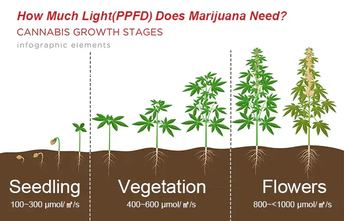 Biểu đồ các giai đoạn phát triển của cây dưới tác động từ đèn led trồng cây trong nhà