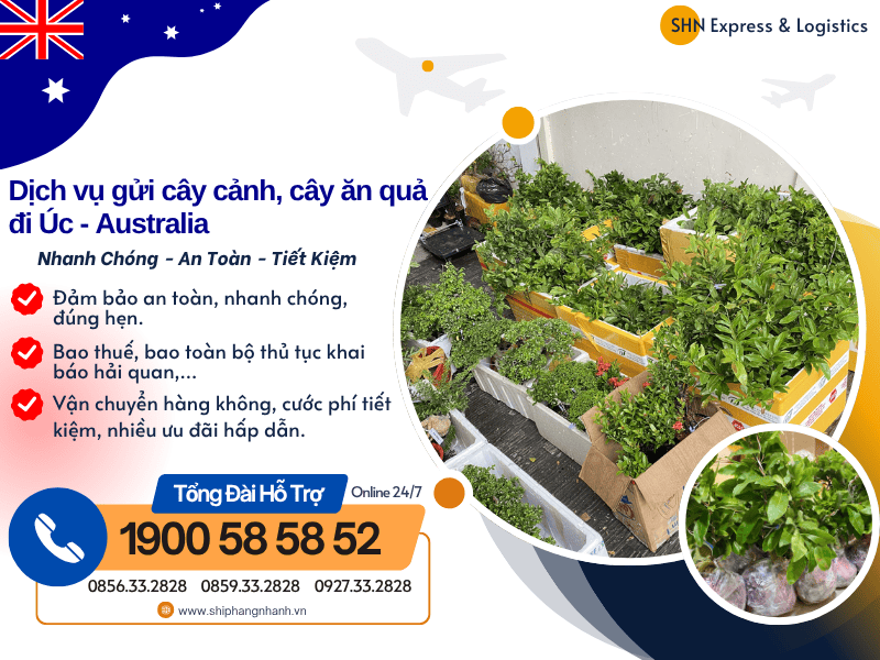 Cây Sống Đời Để Trong Nhà Có Tốt Không: Hướng Dẫn Toàn Diện Từ A-Z