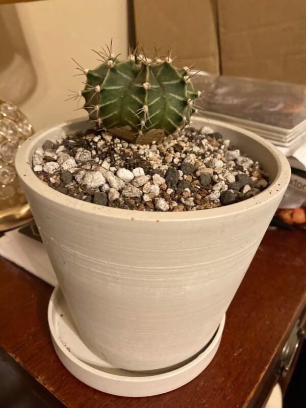 Cách Trồng Cây Nho Trong Chậu: Bí Quyết Từ A-Z Cho Vườn Nhà Bạn