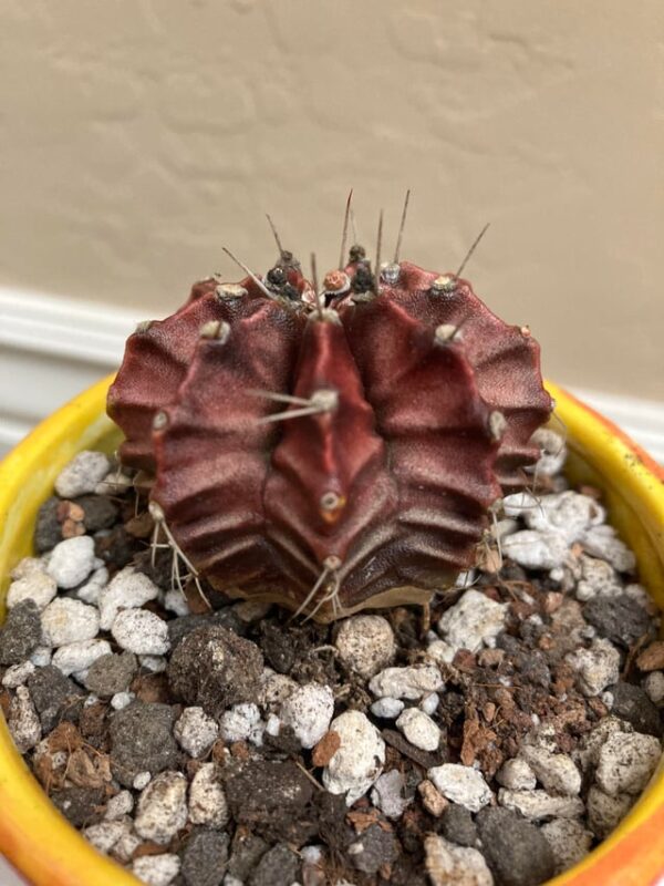 Cách Trồng Cây Nho Trong Chậu: Bí Quyết Từ A-Z Cho Vườn Nhà Bạn