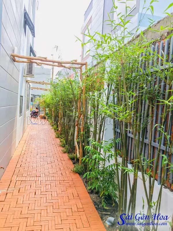 Hàng rào trúc cần câu