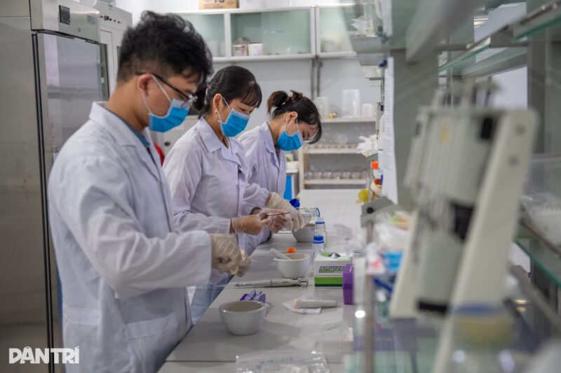 Cây Lúa Có Hoa Không? Giải Mã Cấu Tạo Và Quá Trình Trổ Bông