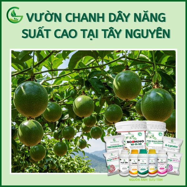 Hướng Dẫn Chi Tiết Kỹ Thuật Trồng Chanh Dây Cho Năng Suất Cao Tại Việt Nam