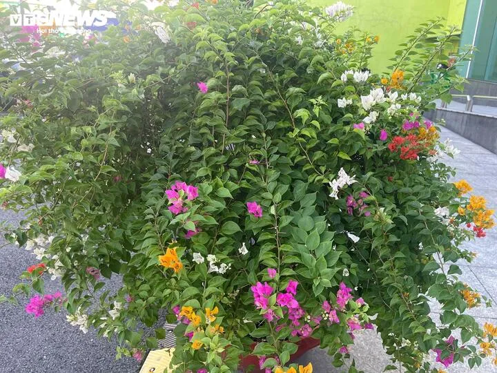 Hoa giấy có nhiều màu sắc khác nhau, được ưa trồng trước nhà.