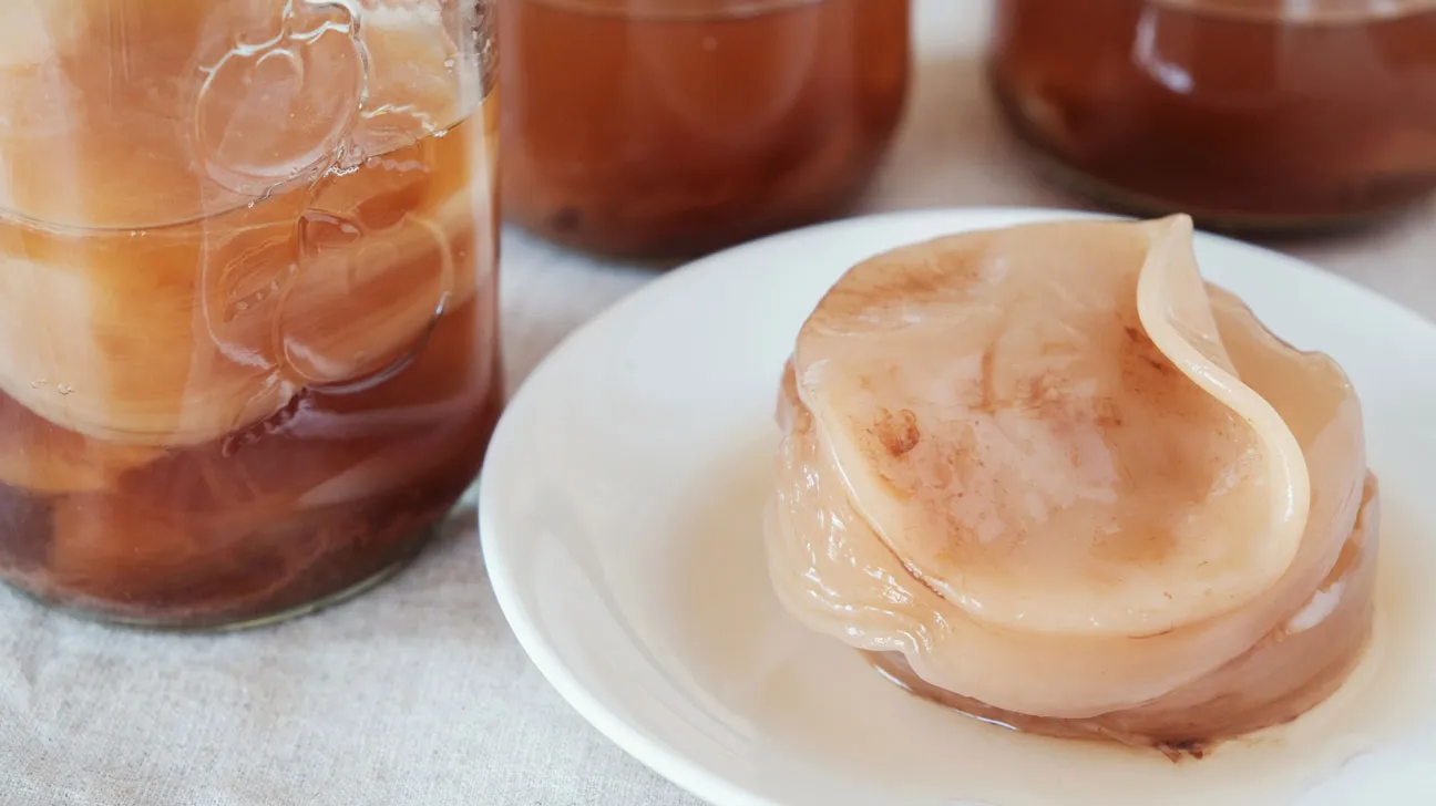 Hình ảnh cận cảnh con giống Scoby khỏe mạnh đang phát triển trong môi trường nước trà đường