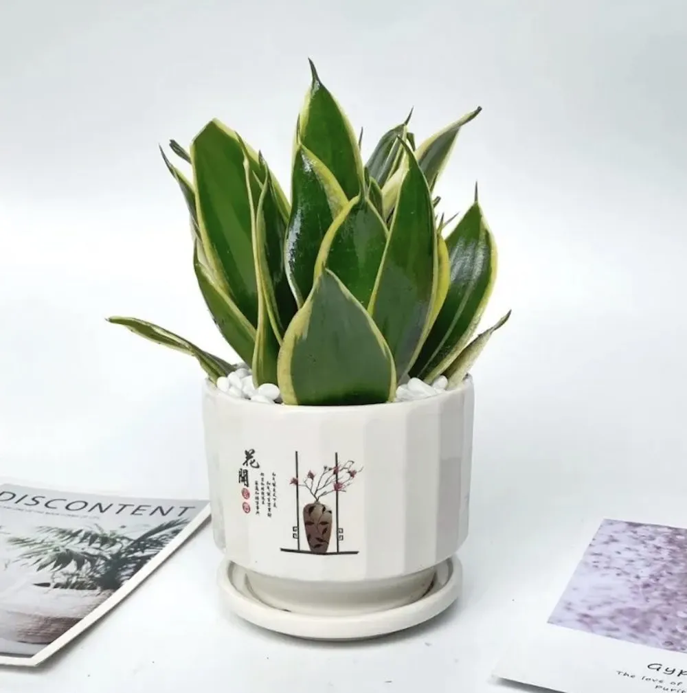 Cây Lưỡi Hổ trong môi trường sống