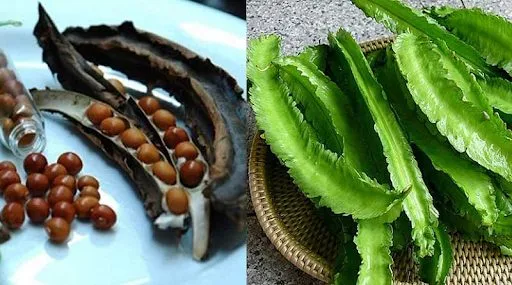 Sau 7-15 ngày hạt đậu rồng sẽ nảy mầm