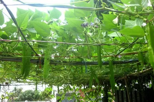Lên giàn cho cây phát triển