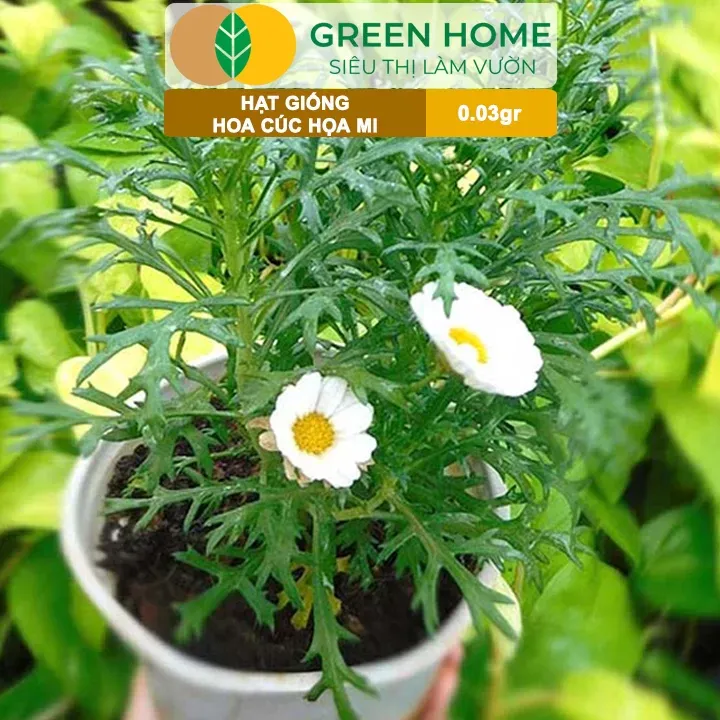 Hạt giống cúc hoa mi trong gói 0.03gr, dễ trồng quanh năm, hoa trắng nhụy vàng