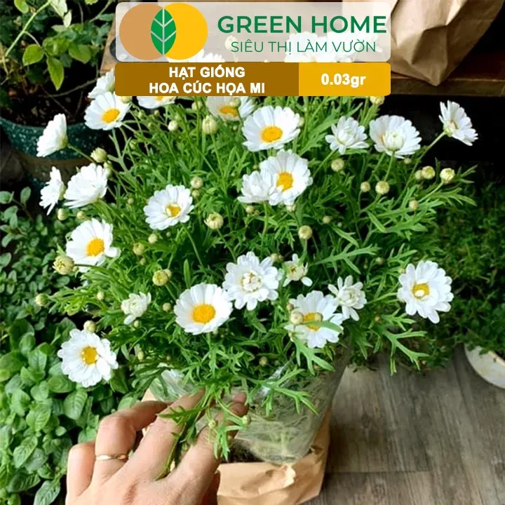 Cây cúc hoa mi cao 0.5-1m, toàn thân có lông trắng mềm