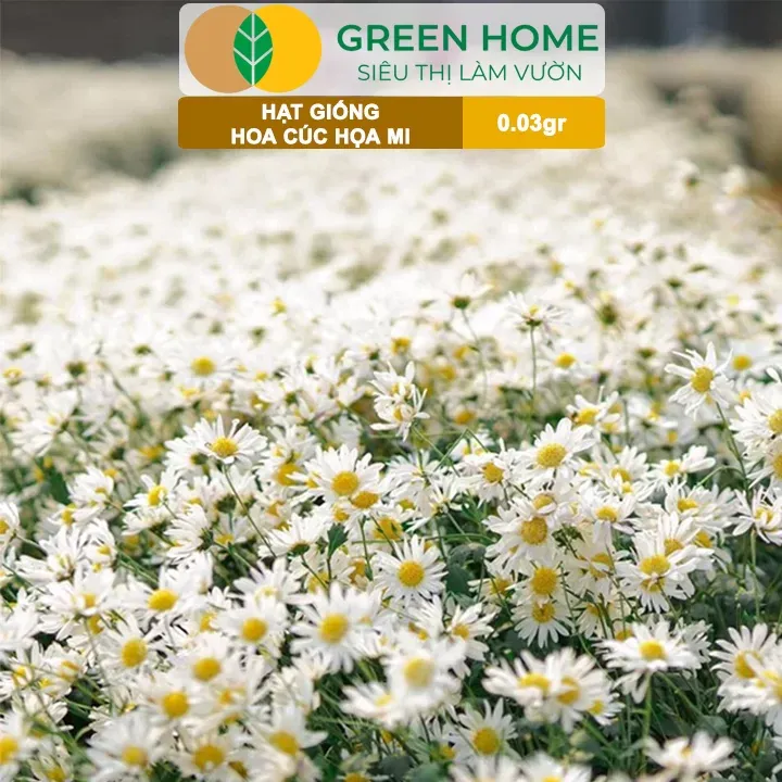 Lá cúc hoa mi có mép răng cưa, mặt dưới phủ lông trắng