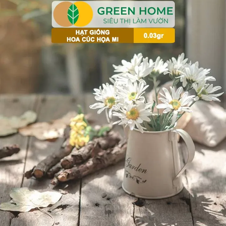 Hoa cúc hoa mi đường kính 2.5-5cm, cánh trắng nhụy vàng