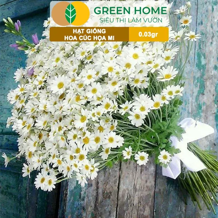 Hoa cúc hoa mi nở vào sáng sớm, khép dần vào chiều