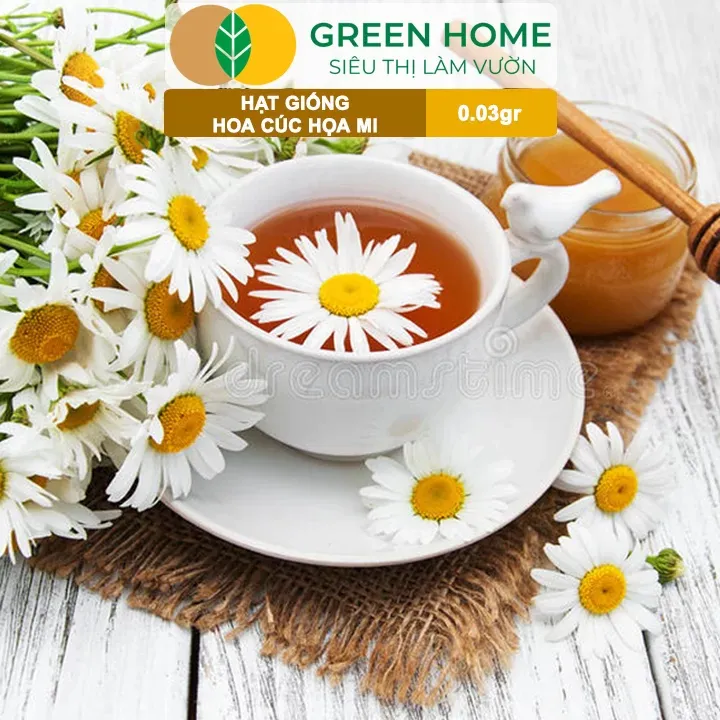 Cúc hoa mi có nhiều công dụng trang trí và dược liệu