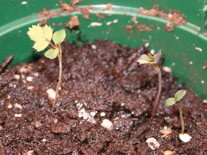 Hai lá đầu tiên mọc ra từ cây con gọi là lá mầm.