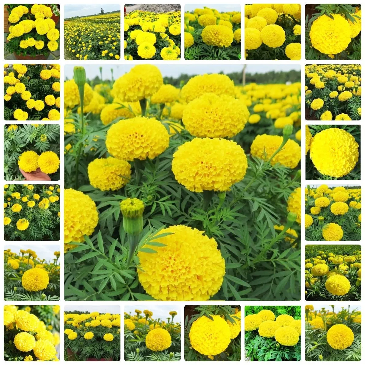 Hạt giống hoa vạn thọ F1 chất lượng cao