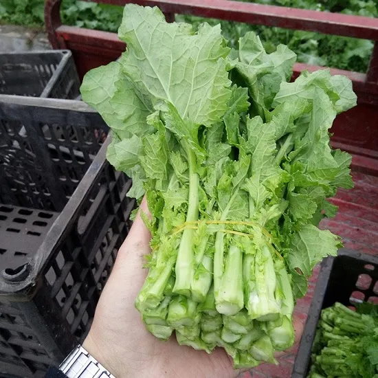 Hạt giống rau cải ngồng su hào khi bắt đầu phát triển thân lá xanh mướt