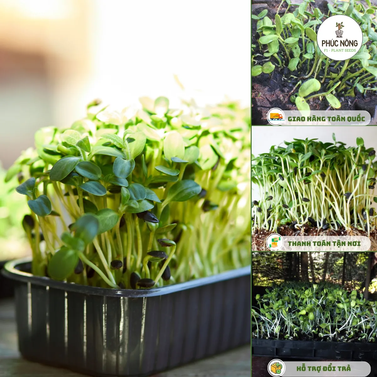 Rau mầm hướng dương