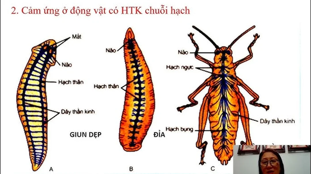 hệ thần kinh của côn trùng có - hình minh họa 1