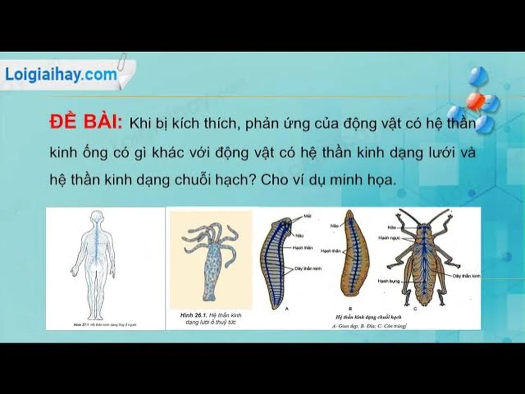 hệ thần kinh của côn trùng - hình minh họa 1