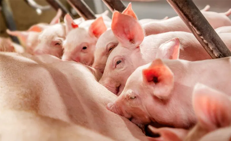 Lợn con bú sữa đầu