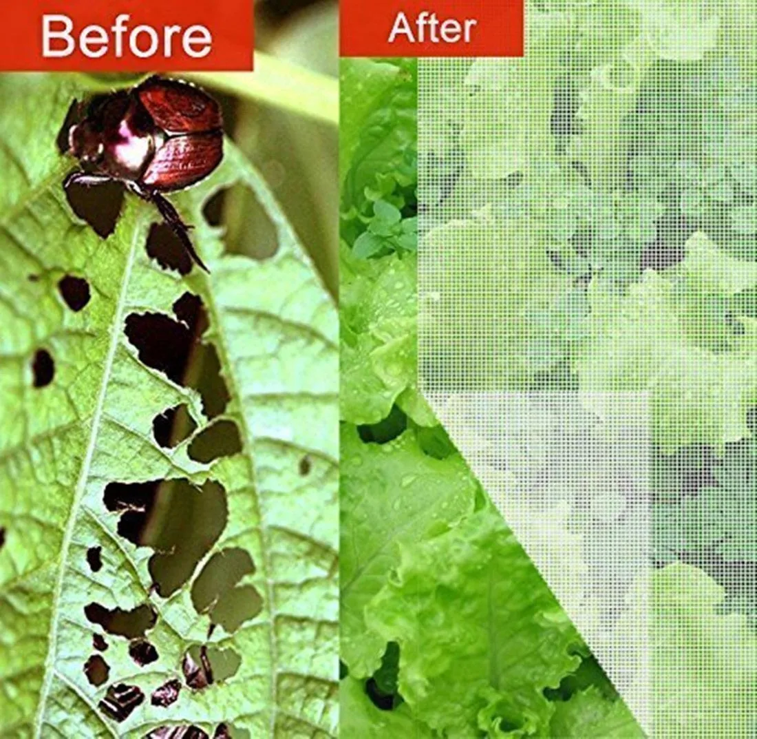 Hình ảnh trước và sau khi sử dụng lưới ngăn côn trùng hiệu quả như thế nào