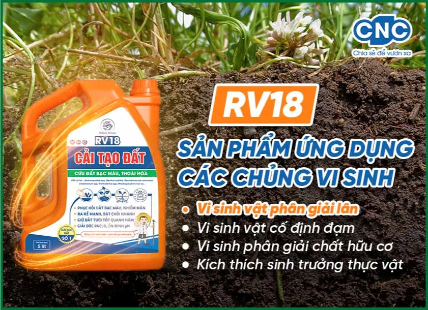 Chế phẩm cải tạo đất – Ứng dụng vi sinh vật phân giải lân
