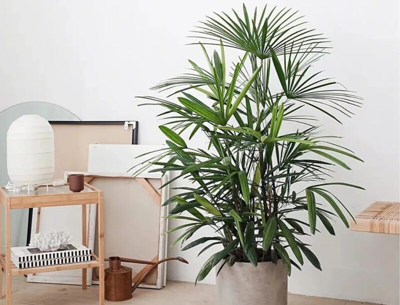 Cây Phong Thủy Trồng Ngoài Ban Công: Bí Quyết Thu Hút Tài Lộc, Mang Vượng Khí Vào Nhà