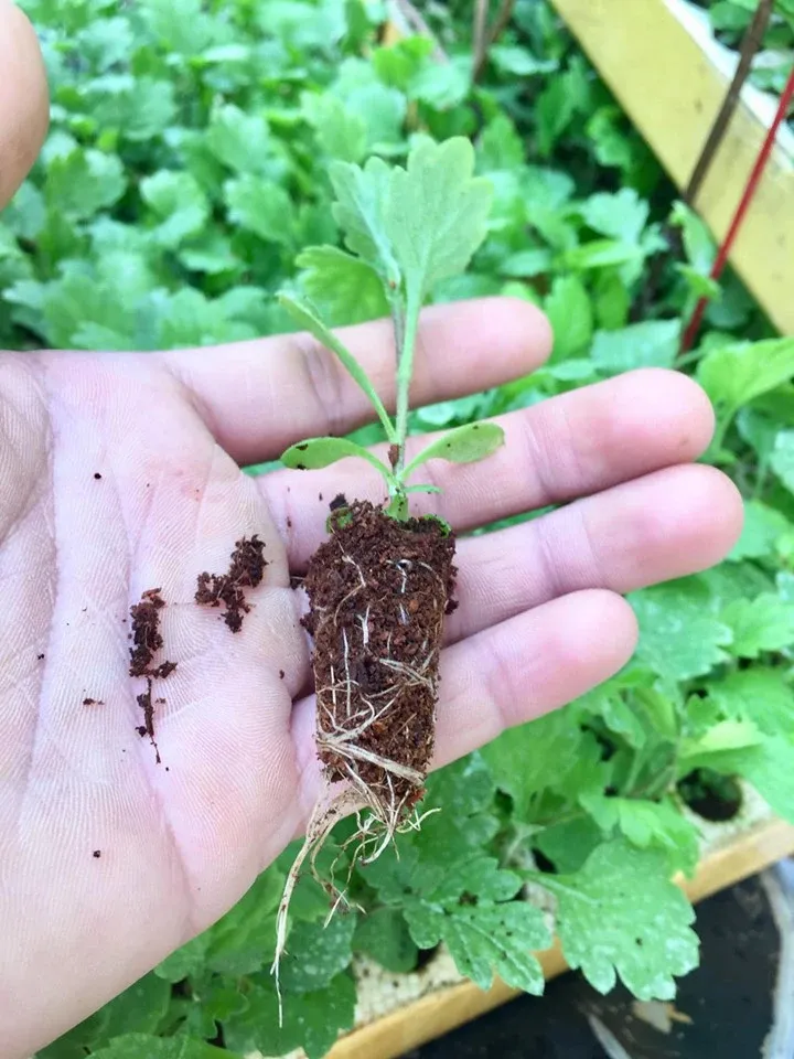 Vườn ươm hoa cúc giống quy mô lớn tại Đà Lạt