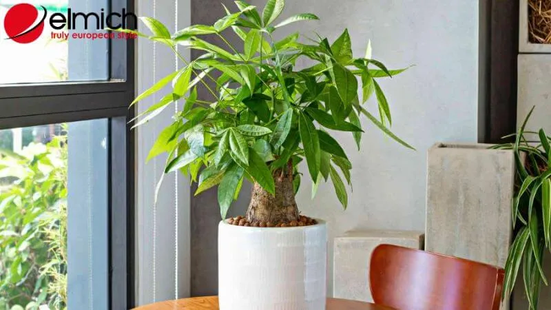 HÌnh 10: Cây Kim Ngân thắt bím độc đáo giúp cân đối tài khí trong nhà