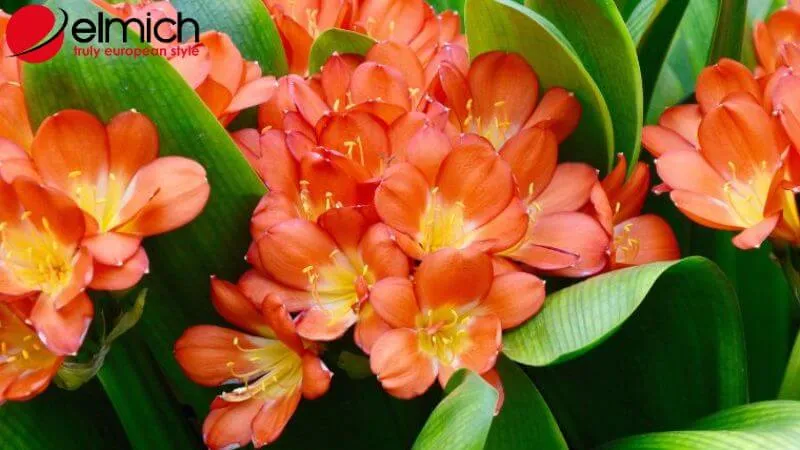 HÌnh 11: Lan Quân Tử rực rỡ với sắc hoa cam đỏ mang đầy vượng khí