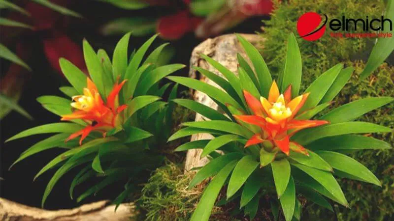 HÌnh 12: Phong Lộc Hoa như một ngọn đuốc rực sỡ xua tan vận rủi