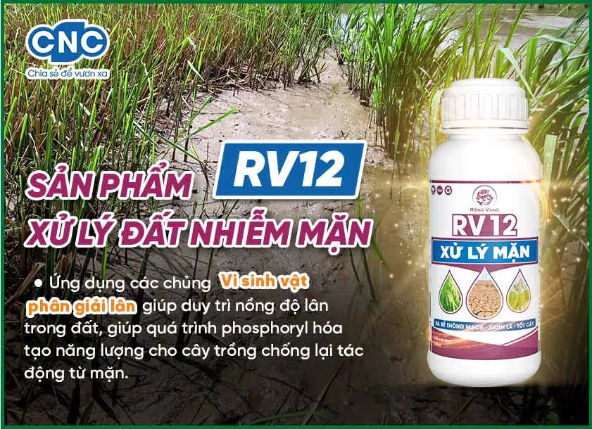 Chế phẩm phân giải lân – Cải tạo đất mặn