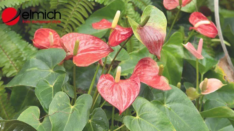 HÌnh 2: Cây Hồng Môn với sắc hoa đỏ rực rỡ đặc trưng cho hành Hỏa