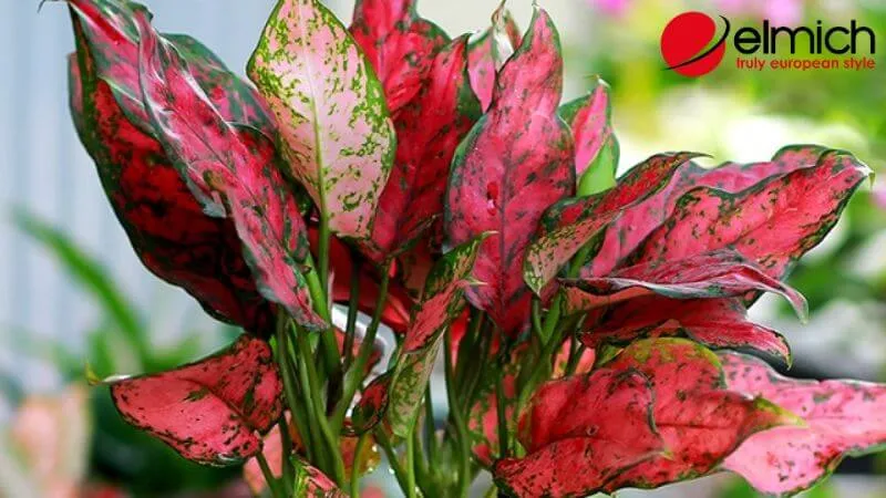 HÌnh 4: Cây Vạn Lộc với những đốm hồng rực rỡ tương hợp tuyệt đối với hành Hỏa