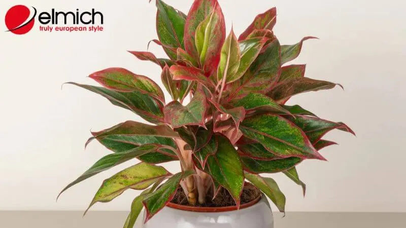 HÌnh 5: Cây Phú Quý với viền lá đỏ đặc trưng mang lại sự may mắn và giàu sang