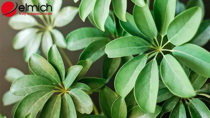 HÌnh 6: Ngũ Gia Bì xanh mướt giúp hạ nhiệt sự nóng nảy của người mệnh Hỏa