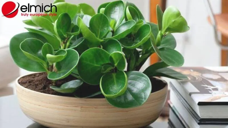 HÌnh 7: Cây Trường Sinh xanh bóng mượt tượng trưng cho sức sống vĩnh cửu