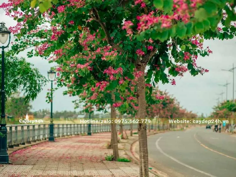 Hàng cây Ban Tím trồng trên vỉa hè đường phố