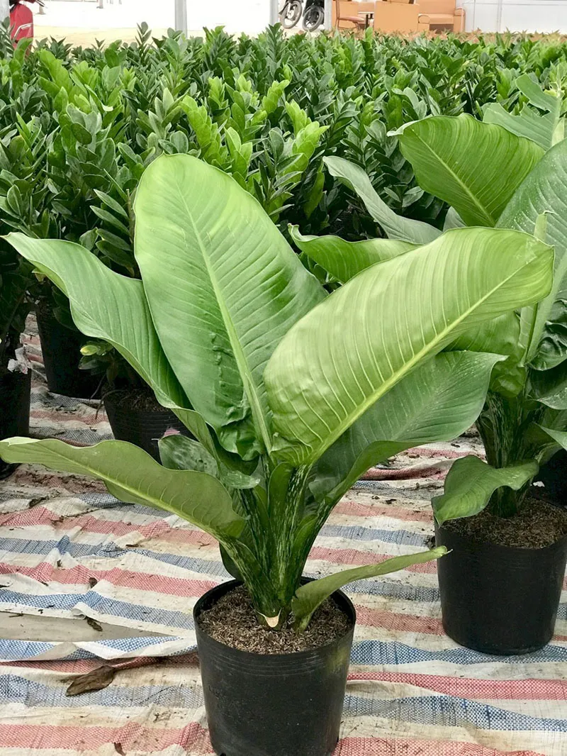 Cây Đại Phú Gia với lá xanh tươi tốt