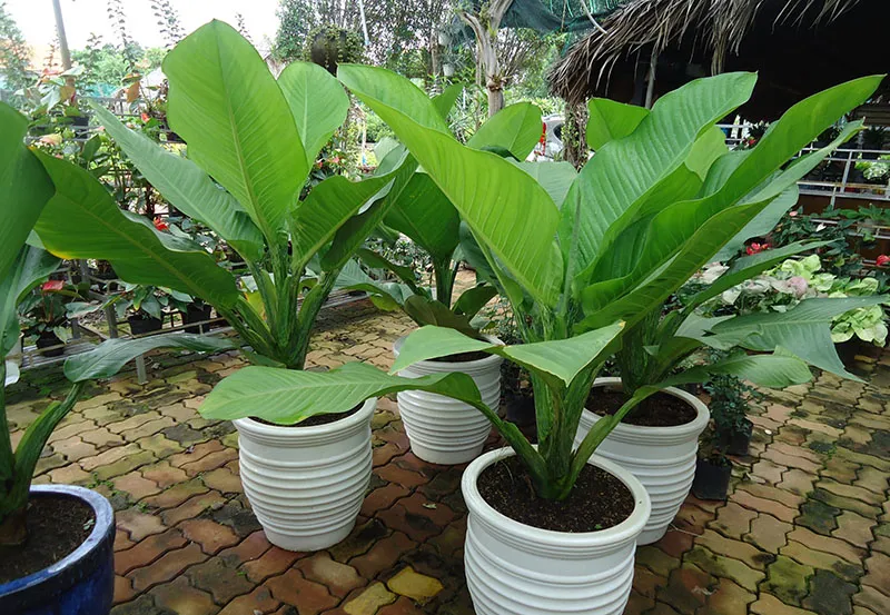 Cành Đại Phú Gia được chuẩn bị để giâm